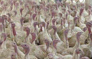 Bolu’da üreticilere "kuş gribi" uyarısı