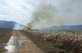 Bucak’ta sazlık alanda yangın