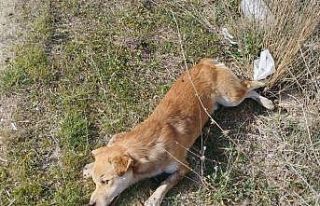 Buldan’da yol kenarında ölü köpekler bulundu