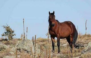 Bulutların dansı ve yılkı atları dron ile görüntülendi