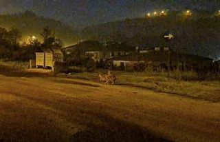 Çakallar Bartın şehir merkezini mesken tuttu