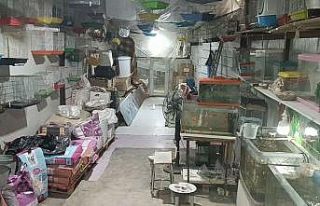 Camı kırıp 9 papağan çaldılar