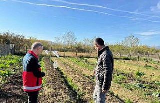 Çarşamba Ovası’nın yeni gözdesi: Salep