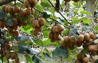 Çarşamba’da kivi hasadı başladı: Hedef Türkiye...