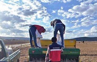 Çavdarhisar’da buğday ve tritikale tohumlarının...