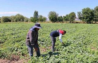 ÇKS başvuruları 31 Aralık’ta sona eriyor