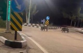 Çukurova Üniversitesi yerleşkesine sürü halinde...
