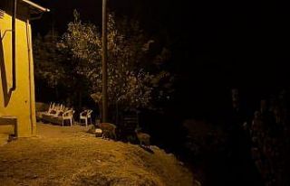 Dağ keçileri evlerin arasında yiyecek ararken görüntülendi