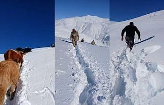 Dağda mahsur kalan 19 büyükbaş ekipler tarafından...