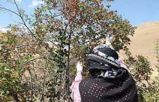 Dağların kırmızı hazinesi kuşburnu için hasat...