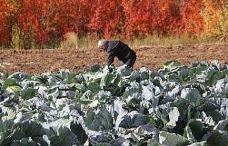 Deden toruna kalan ata tohumundan üretilen lahanaların...