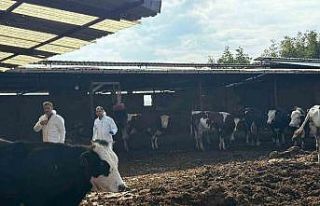 Denizli’de şap hastalığına karşı tedbirler...