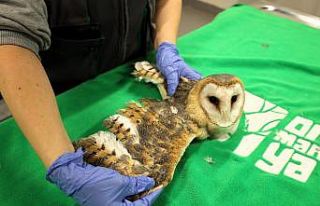 Doğanın şifası Ormanya’da: "Bu merkez yaban...