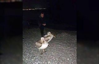 Dünyaca ünlü sahilde pelikan şaşkınlığı