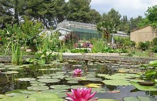 Ege Üniversitesinin endemik tür cenneti: Botanik...