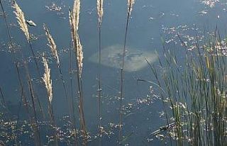 Ehliyetsiz sürücü araçla gölete düştü