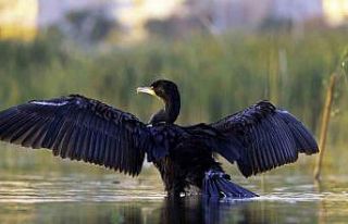 Ekşisu Sazlığı, 149 kuş türüne ev sahipliği...