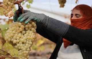 Elazığ’da donun vurduğu üzümde rekolte yüzde...
