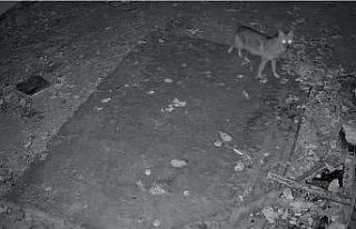 Elazığ’da evin etrafında yiyecek arayan çakal...