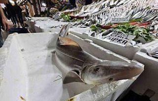 Elazığ’da satışa çıkarılan köpek balığı...