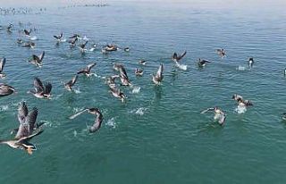 Erçek Gölü’nün yeni misafirleri küçük sakarcalar...