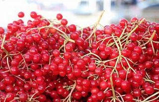 Erzincan’da şifa deposu gilaburuya yoğun ilgi