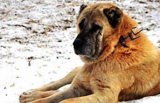 Erzurum’da bir kayıp hikâyesi