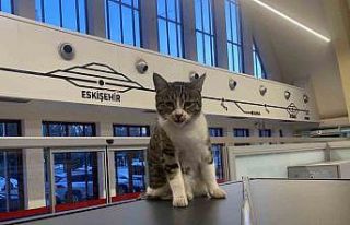 Eskişehir Tren İstasyonu’nun müdavim kedileri