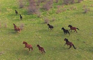 Eskişehir’deki yılkı atların özgür halleri...