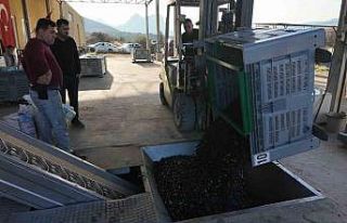 Eskişehir’in Akdeniz’inde zeytinyağının soğuk...