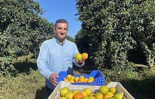 Finike’de portakal sezonu başladı, 250 bin ton...