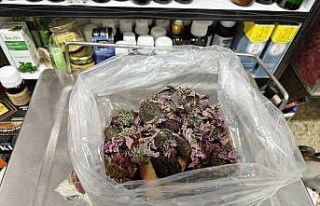 Geçmeyen öksürüğe ‘bitkisel’ karışım