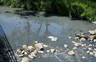 Gerede’de fabrikaların zehrini kustuğu derenin...