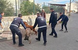 Germencik’te başıboş keçiler toplandı