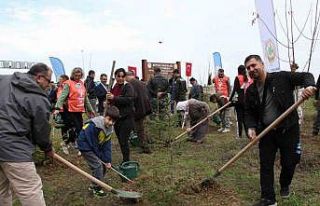 Gerze’de şehit orman görevlileri anısına fidan...