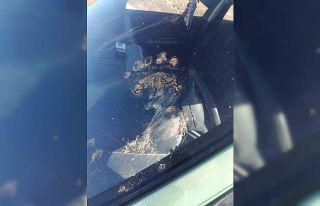 Gümüşhane’de ayı park halindeki araca saldırdı