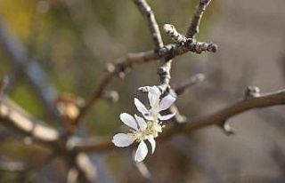 Gümüşhane’de Kasım ayında çiçek açan elma...