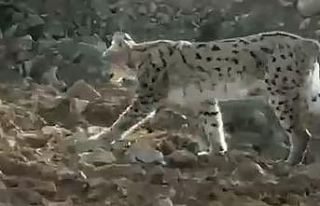 Hakkari’de vaşak görüntülendi