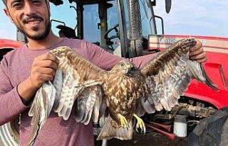 Hasadı bıraktı şahinin yardımına koştu