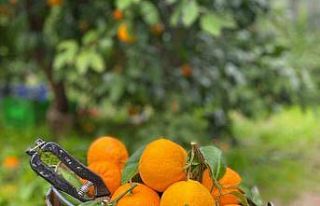 Havran Mandalinası’nda hasat vakti