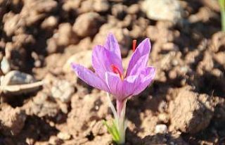 Honaz Belediyesi Yerel Tohum Merkezi’nde safran...