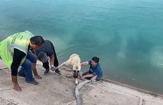 İki çocuklu kahraman anne Fırat’a düşen kangalı...