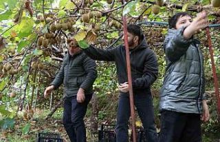 İran’dan gelen kivi fiyatları ucuzlatıyor