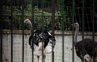 İspanya’da kuş gribi alarmı: Yüksek riskli bölgelerde...