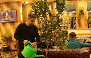 Kafede mandalina yetiştiriyor, müşterilerle paylaşıyor