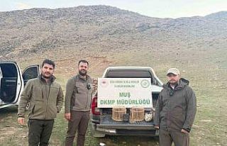 Kafes avcılığı yapan şahıs suçüstü yakalandı:...