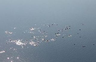 Kars Barajı, göçmen kuşların yeni mekan