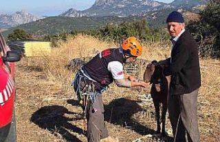 Kaya oyuğuna düşen ve 3 gün mahsur kalan keçi,...