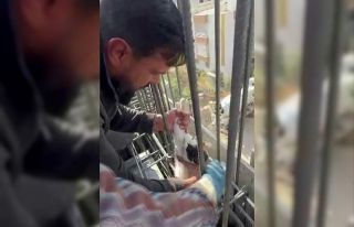 Kedi, dökülen betonun altında kalmaktan son anda...