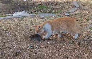 Kedi ile farenin dostluğu şaşırttı